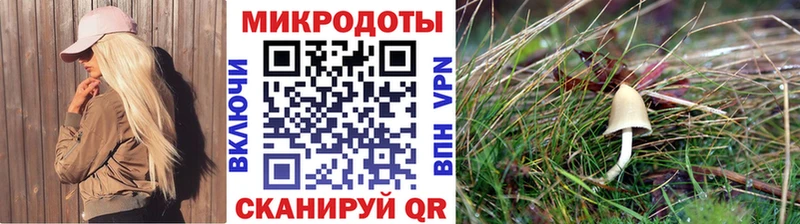 Псилоцибиновые грибы Psilocybe  blacksprut как зайти  Нерчинск 